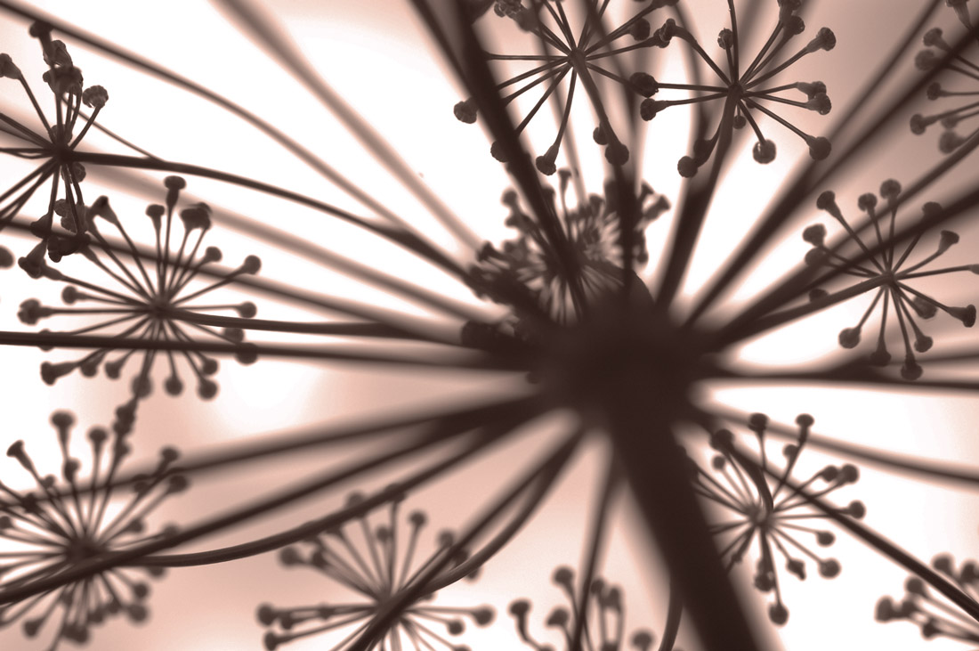 Dill flower seen from below, its branches spreading from one centre